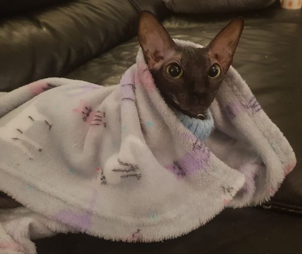 Cocoa