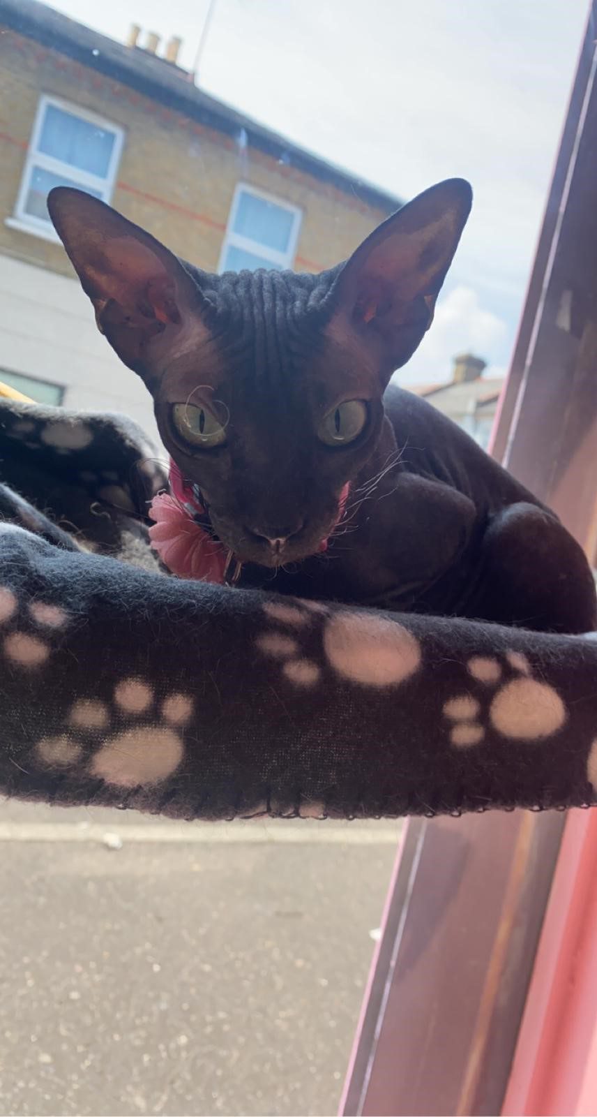 Cocoa Cocoa