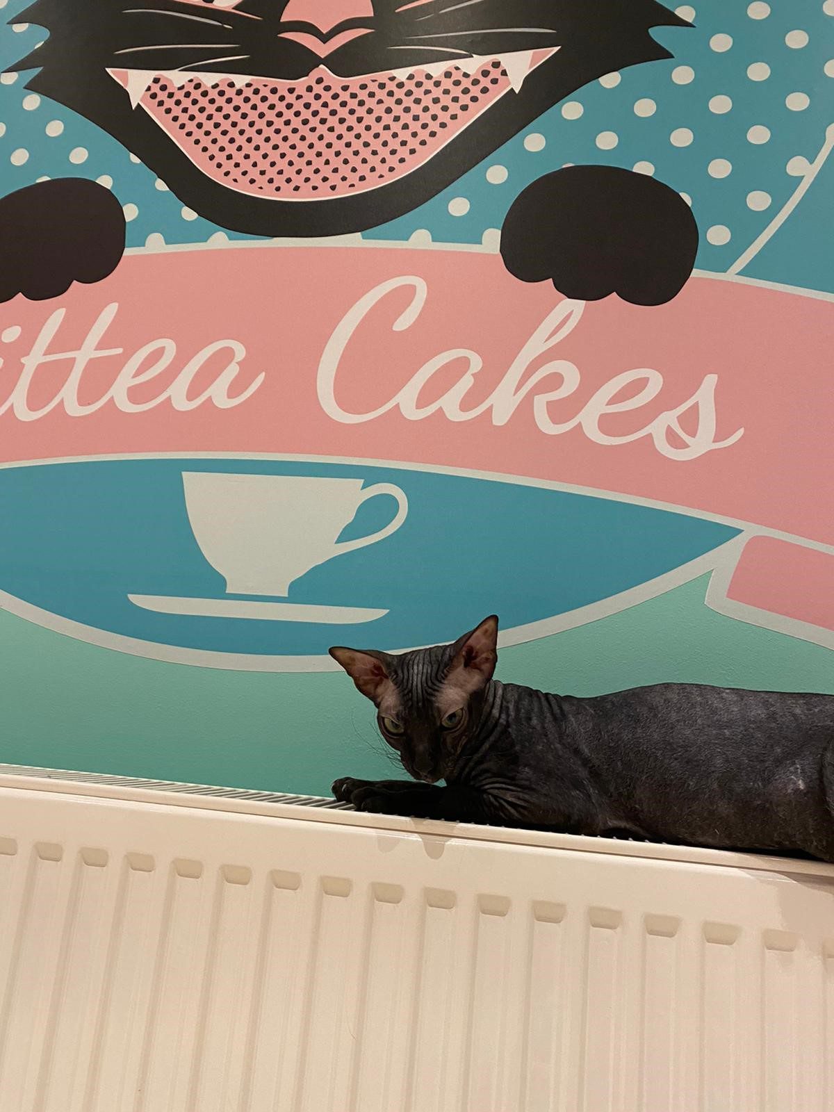 Cocoa Cocoa