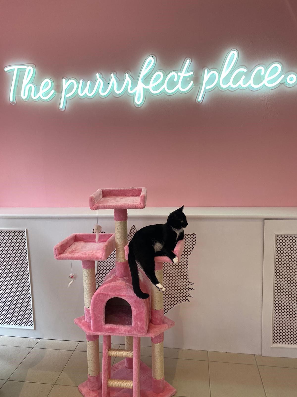 purrfect place