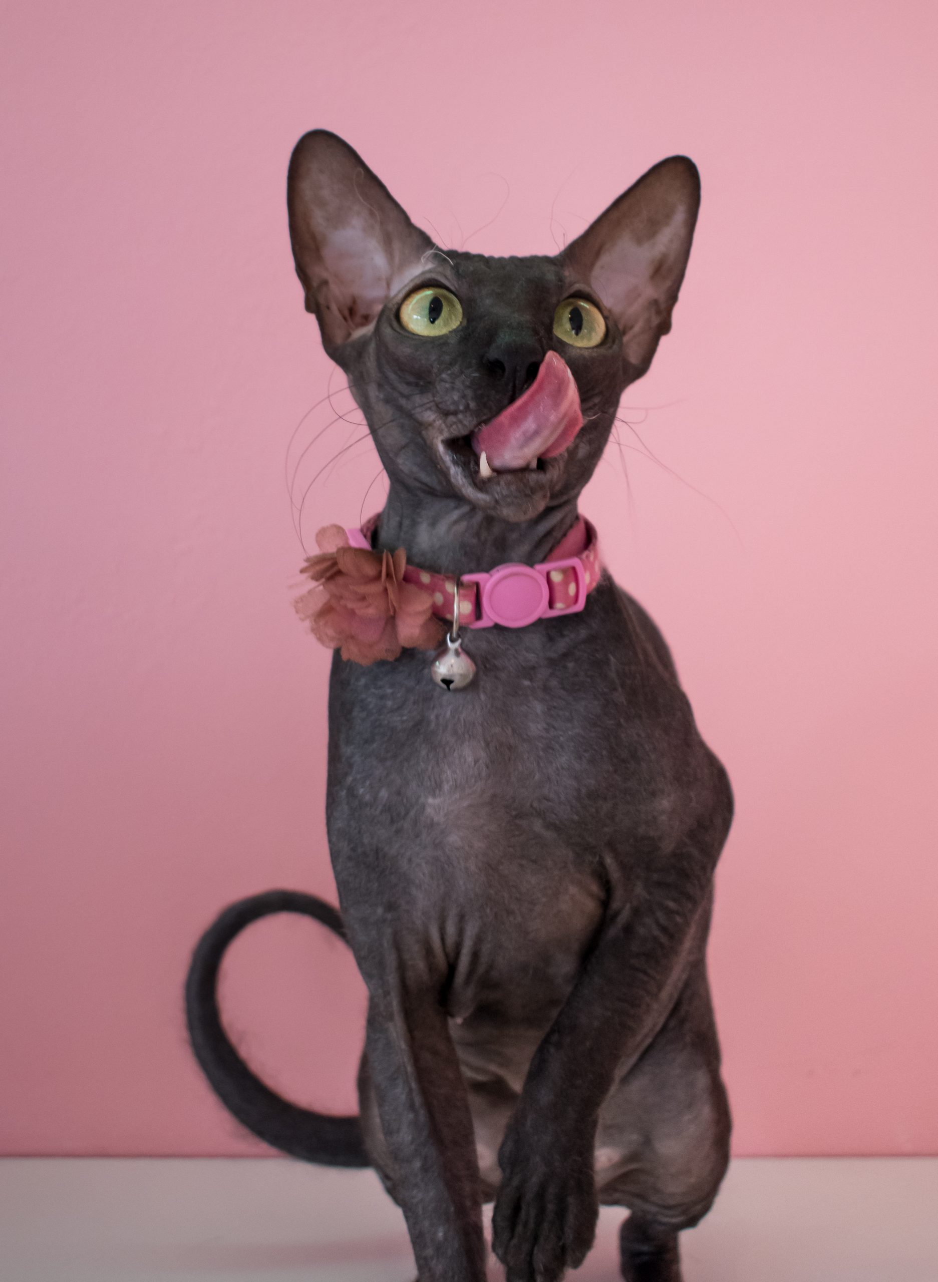 Coco Coco